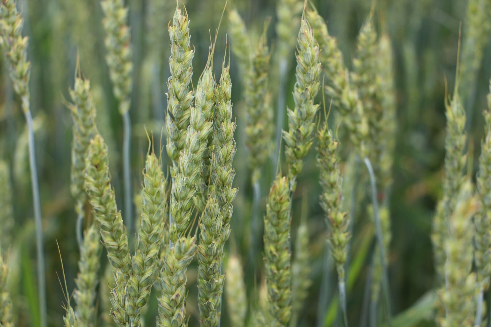 Canon EOS 700D (EOS Rebel T5i / EOS Kiss X7i) sample photo. Field, rye, wheat photography