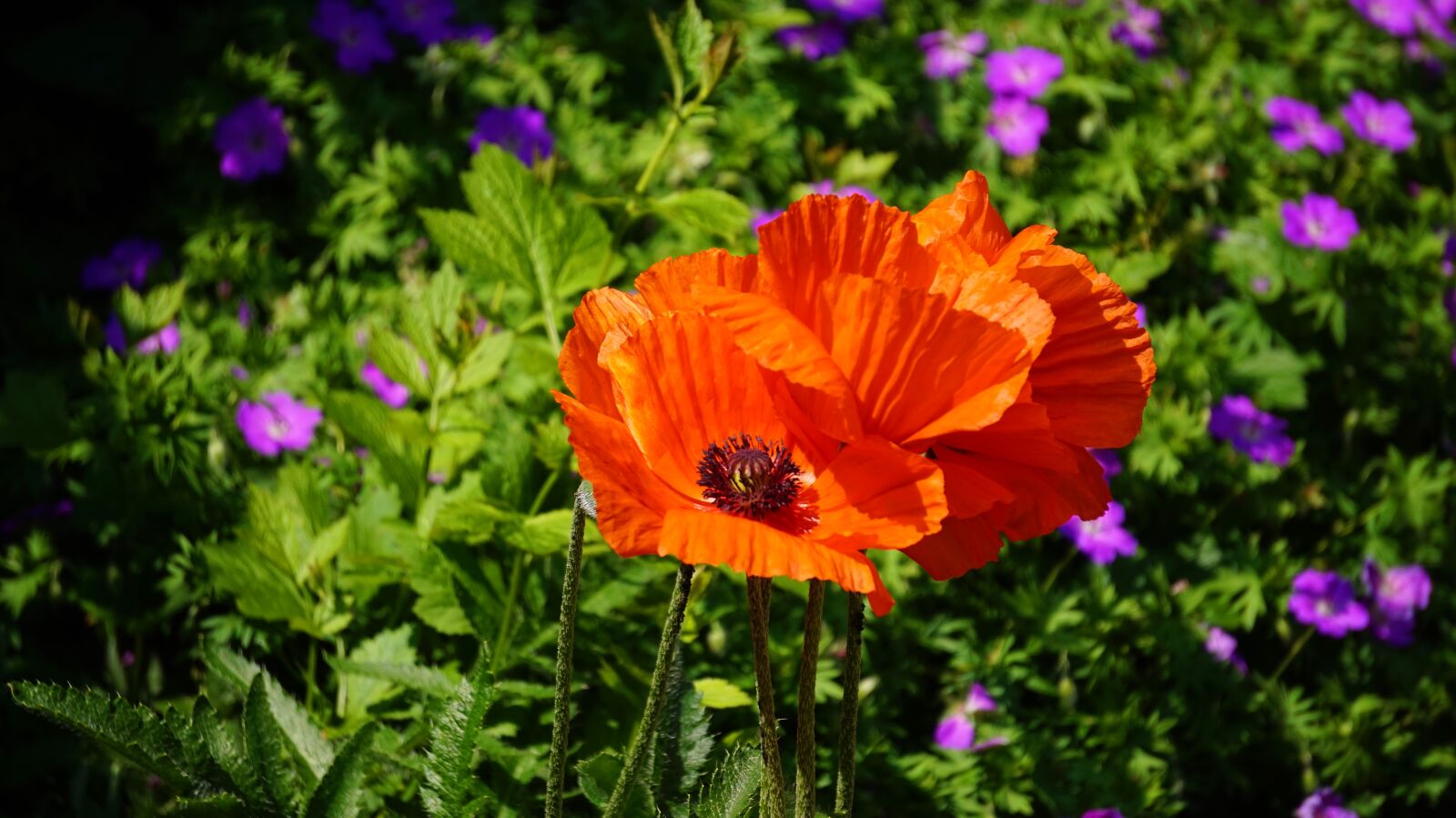 Sony Alpha a5000 (ILCE 5000) + Sony E 55-210mm F4.5-6.3 OSS sample photo. Poppies, flower, red photography