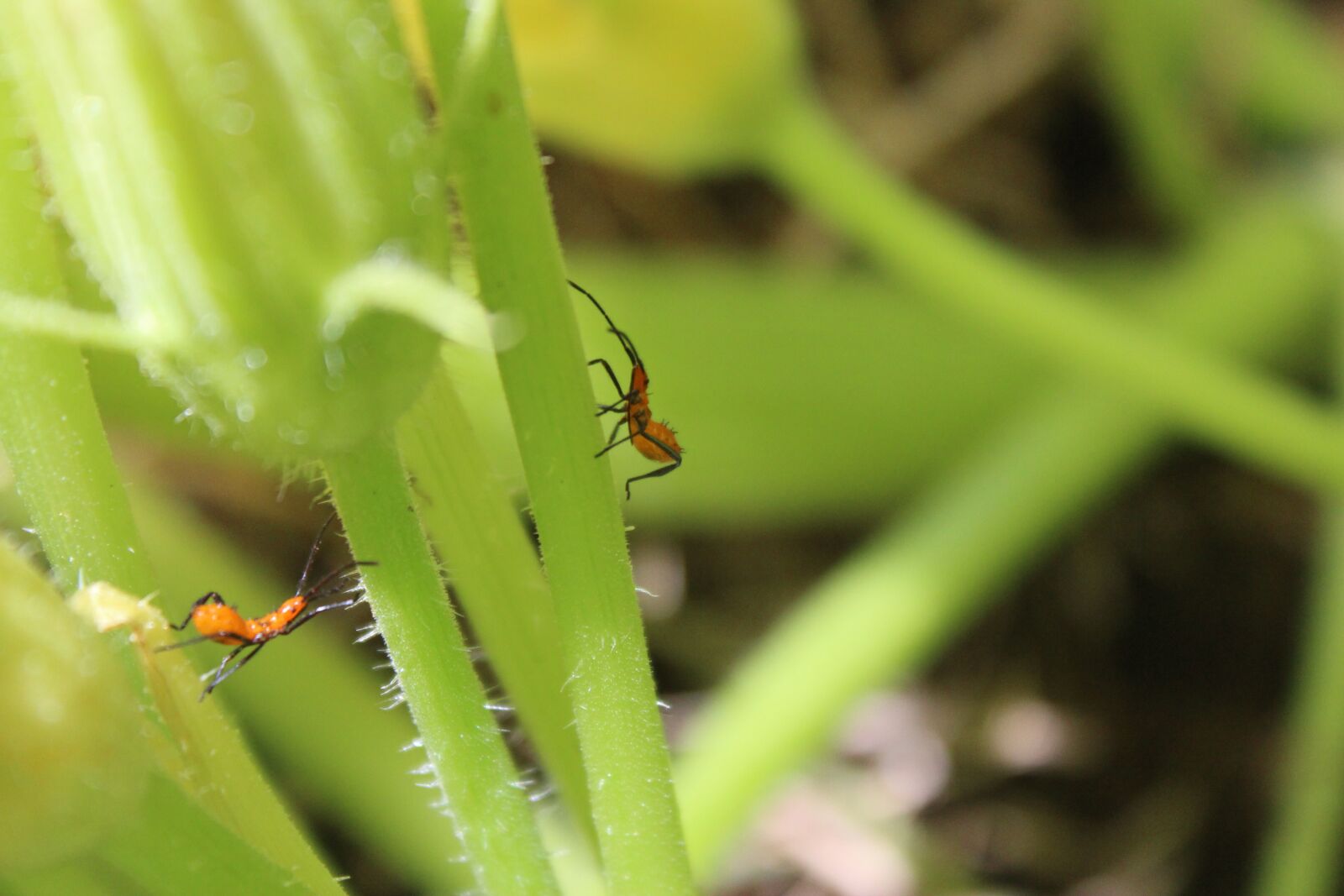 Canon EOS 600D (Rebel EOS T3i / EOS Kiss X5) sample photo. Aphids, pest, bugs photography