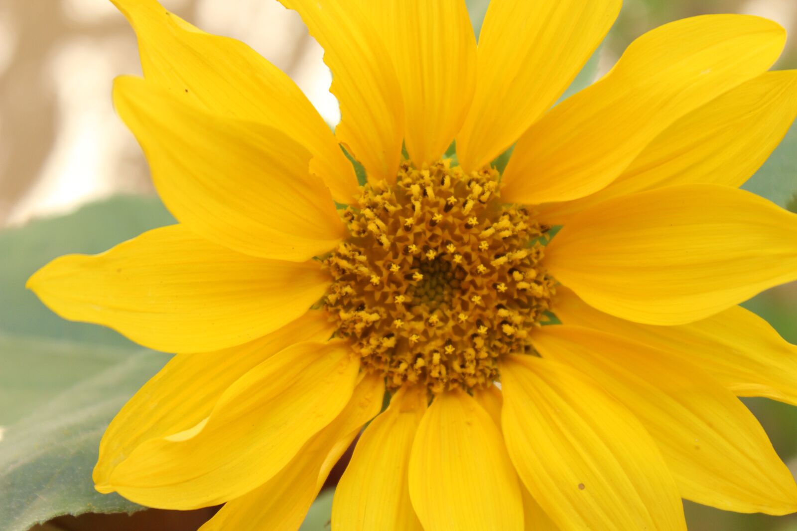 Canon EOS 600D (Rebel EOS T3i / EOS Kiss X5) sample photo. Sunflower, nature, garden photography