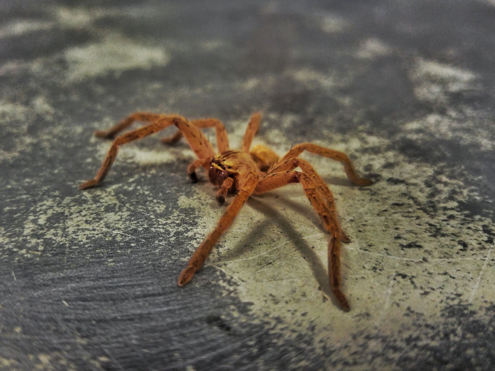 LG G4 sample photo. Spider, legs, hair photography