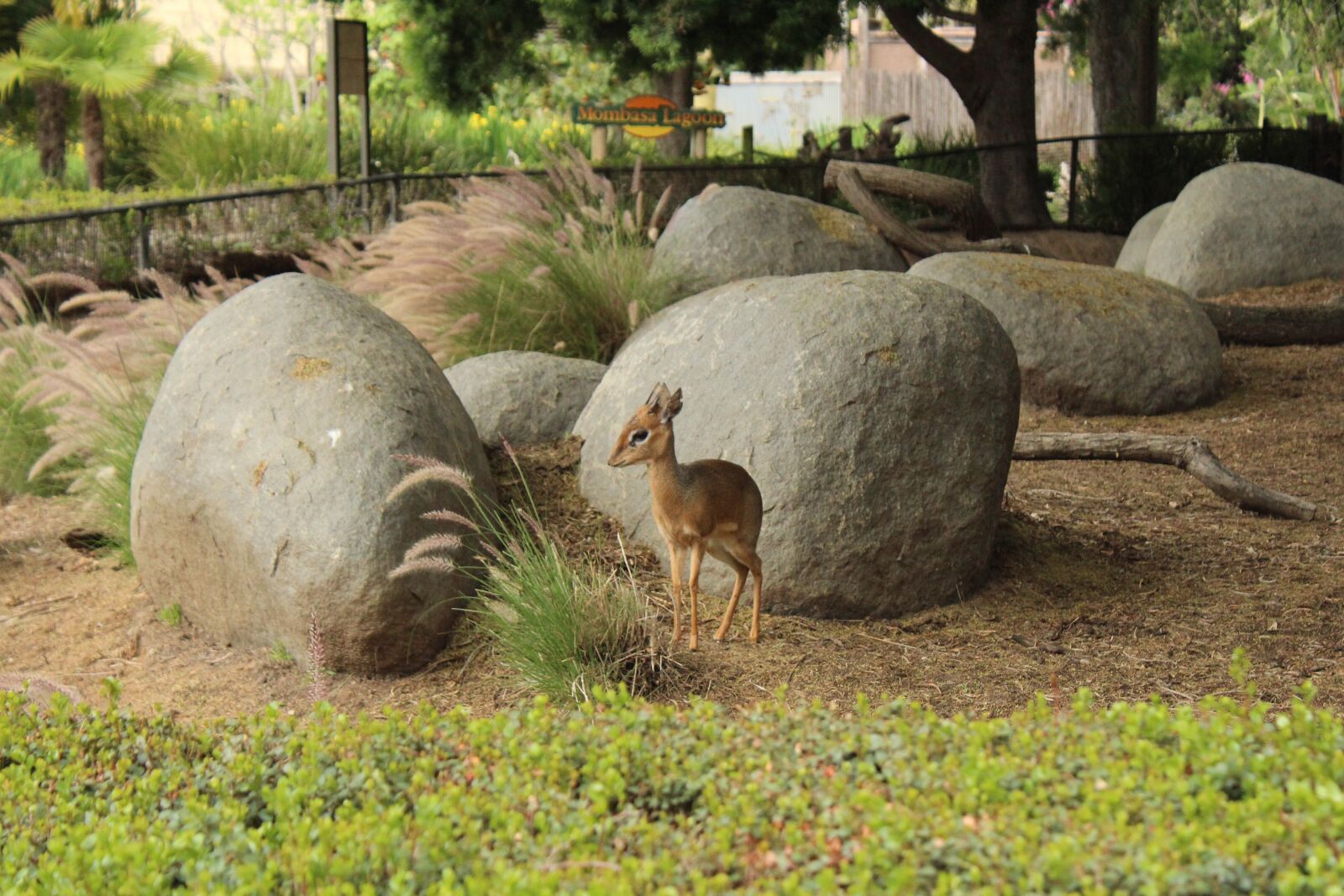 Canon EOS 1300D (EOS Rebel T6 / EOS Kiss X80) sample photo. Animal, deer, rocks photography