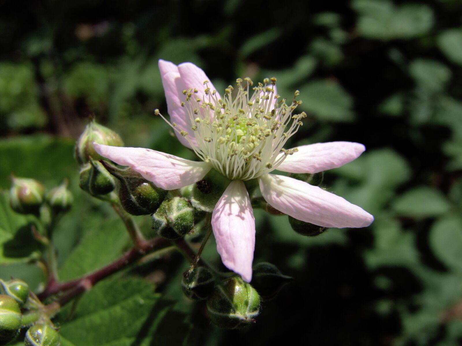 Fujifilm FinePix S100fs sample photo. Blackberry, bloom, spring photography