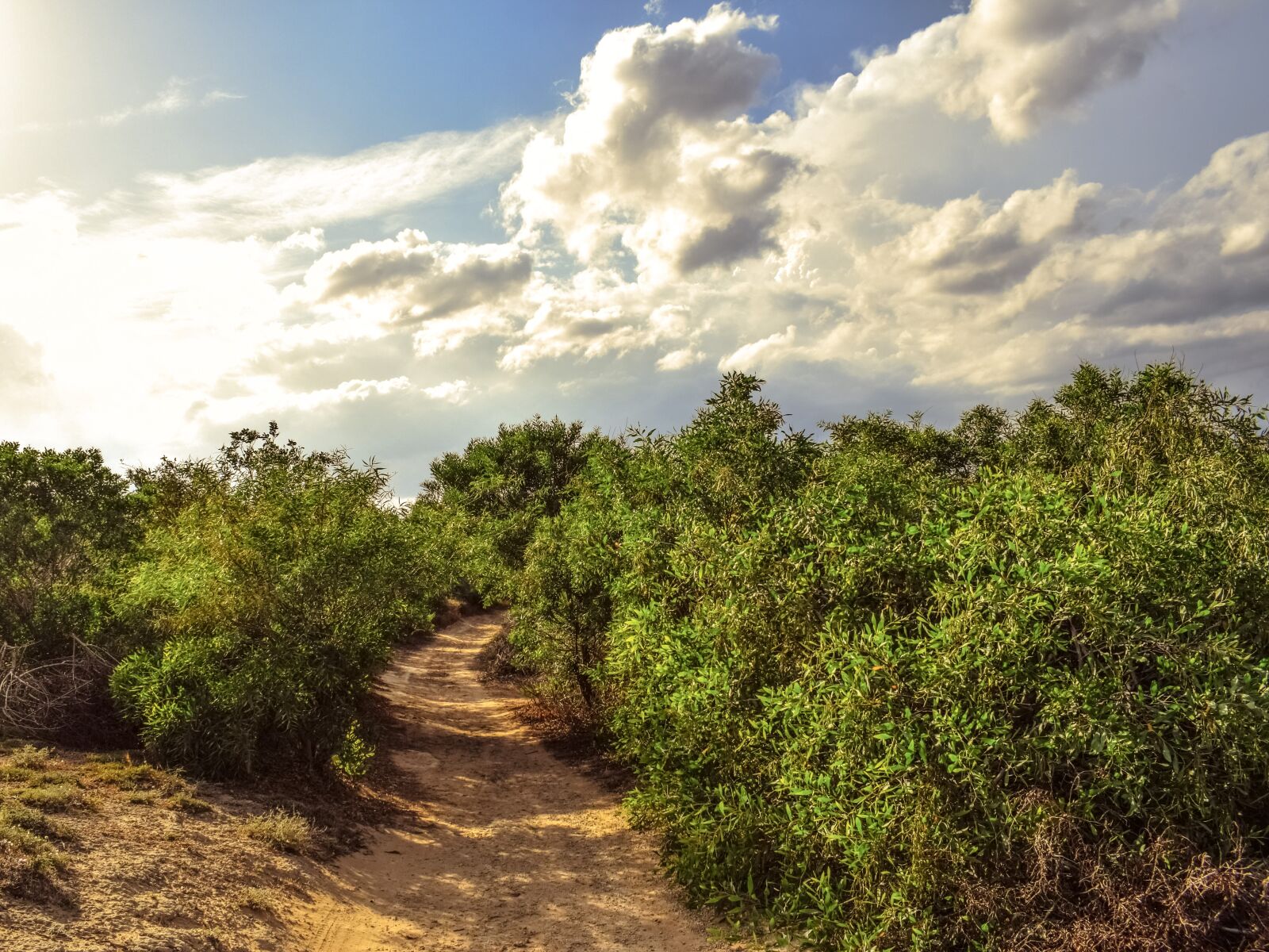 Nikon D3300 sample photo. Path, trees, clouds photography