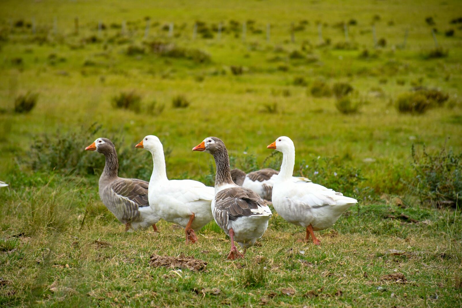 Nikon D7500 sample photo. Geese, ave, goose photography