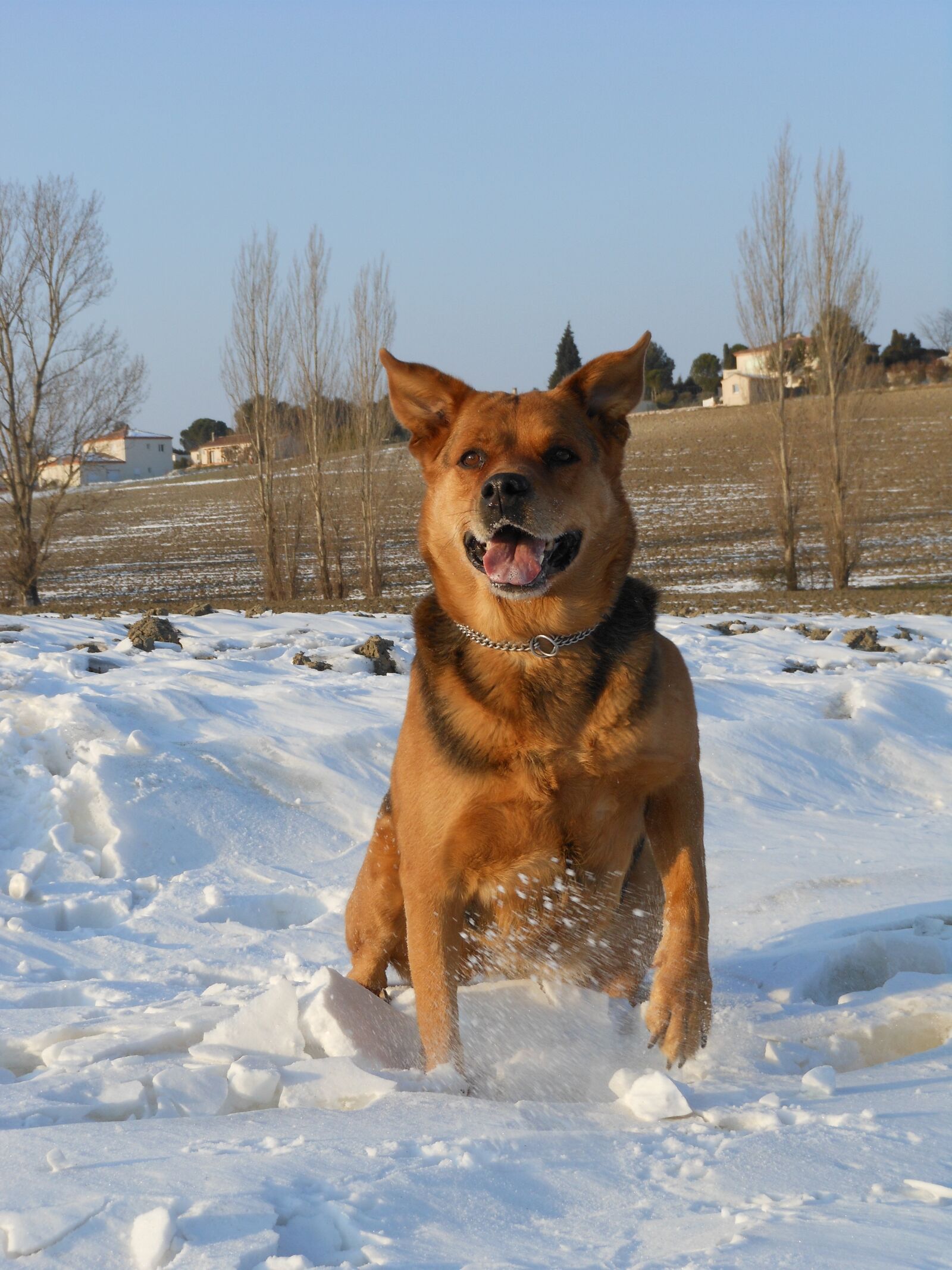 Nikon COOLPIX S6150 sample photo. Dog, animal, snow photography