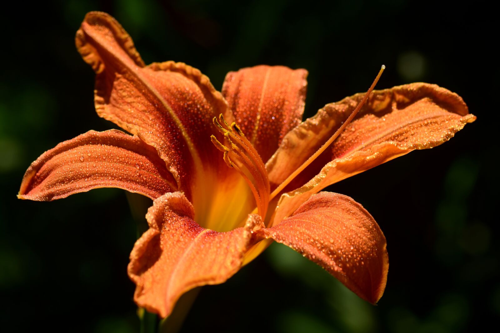 Nikon D3300 sample photo. Lily, daylily, flower photography
