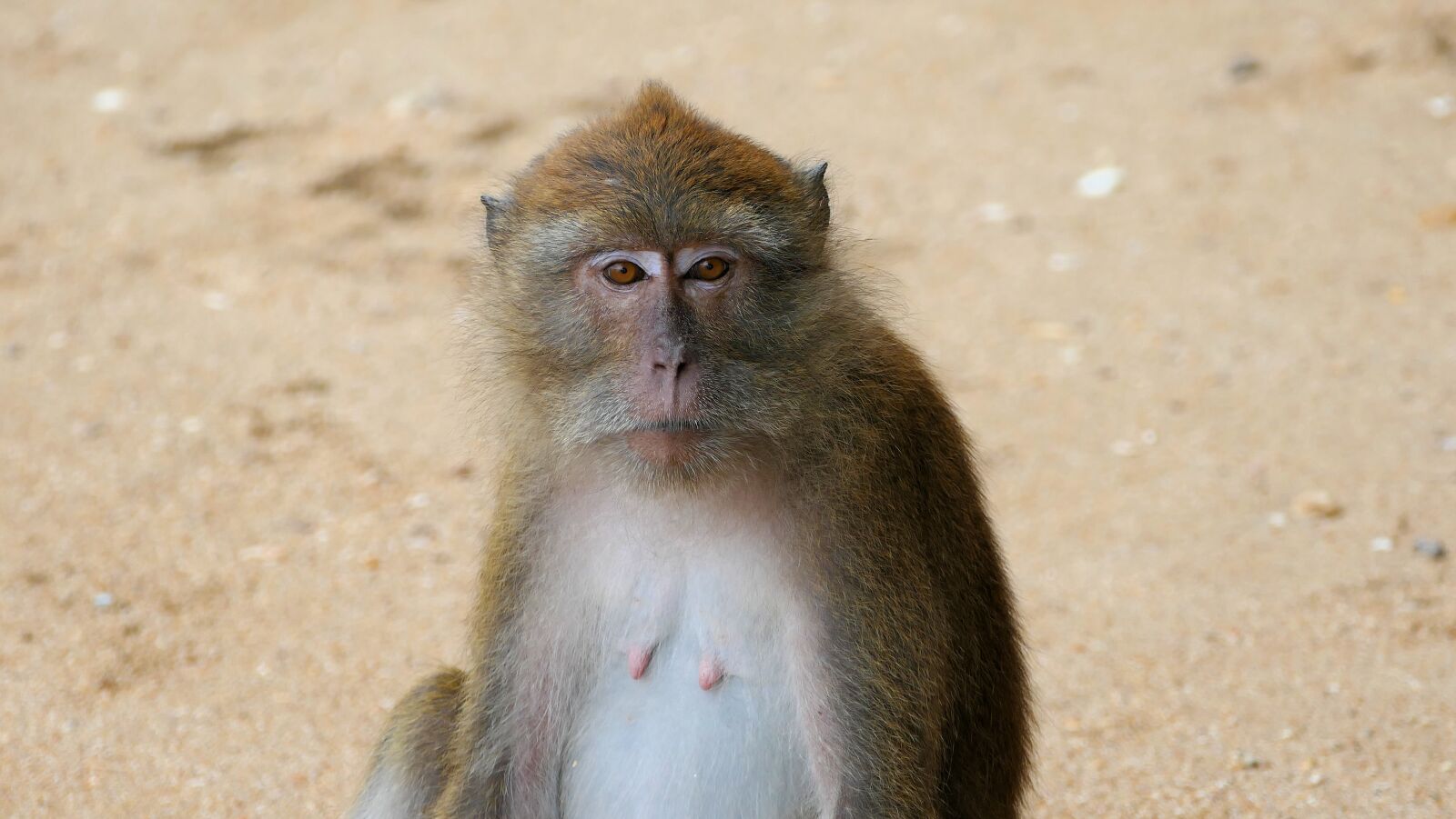 Panasonic Lumix DMC-FZ1000 sample photo. Makake, monkey, thailand photography