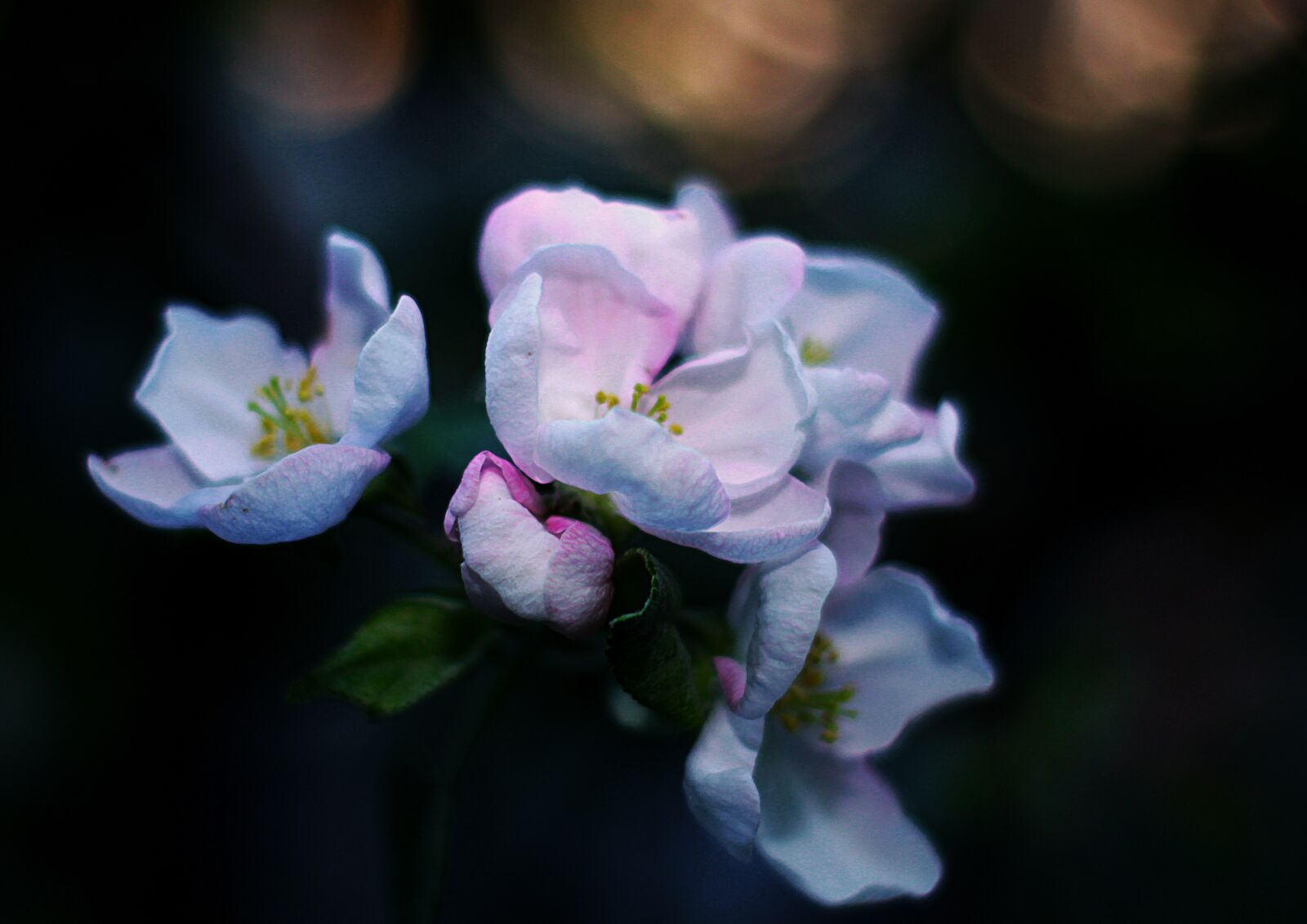 Canon EOS 1200D (EOS Rebel T5 / EOS Kiss X70 / EOS Hi) sample photo. Spring, flowers, bud photography