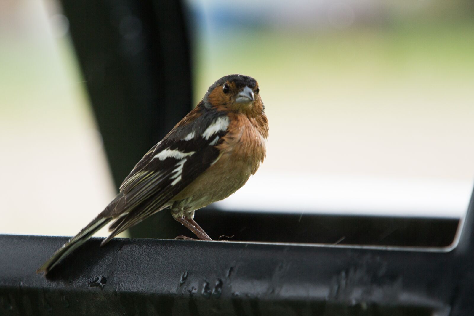 Canon EOS 60D sample photo. Bird, check, nature photography