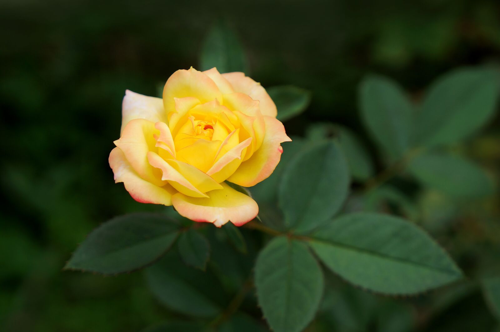 Sony Alpha NEX-F3 + Sony E 18-55mm F3.5-5.6 OSS sample photo. Roses, pink gold, love photography