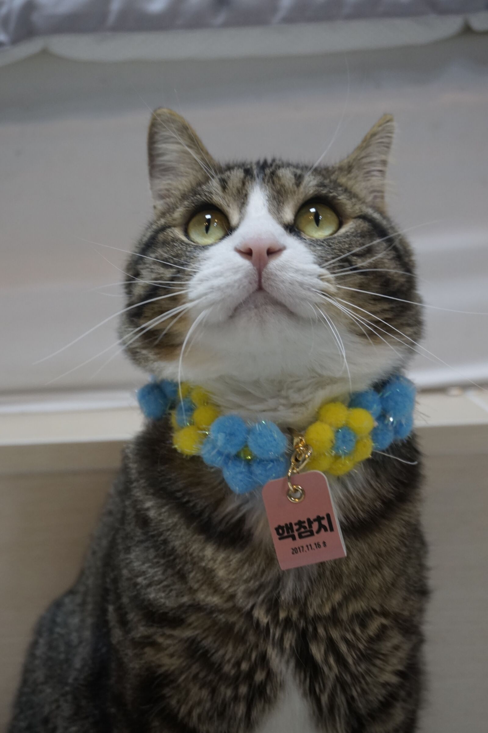 Sony Alpha a5000 (ILCE 5000) sample photo. Cute, cat, kitten photography