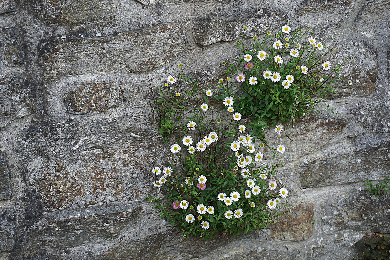 Sony a6000 sample photo. White, and, yellow, petaled photography