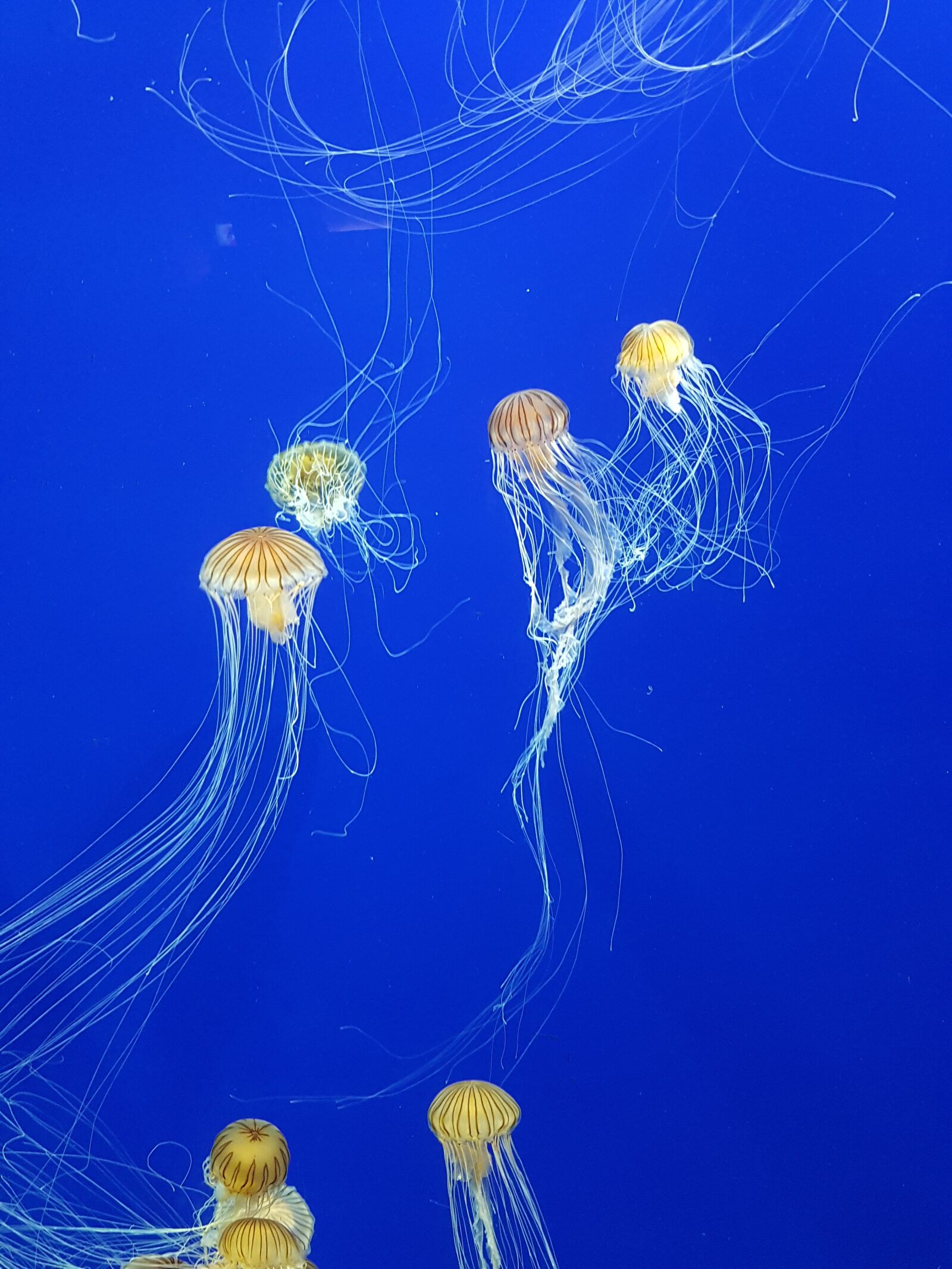 Samsung Galaxy S7 Edge sample photo. Jelly fish, ocean, jellyfish photography