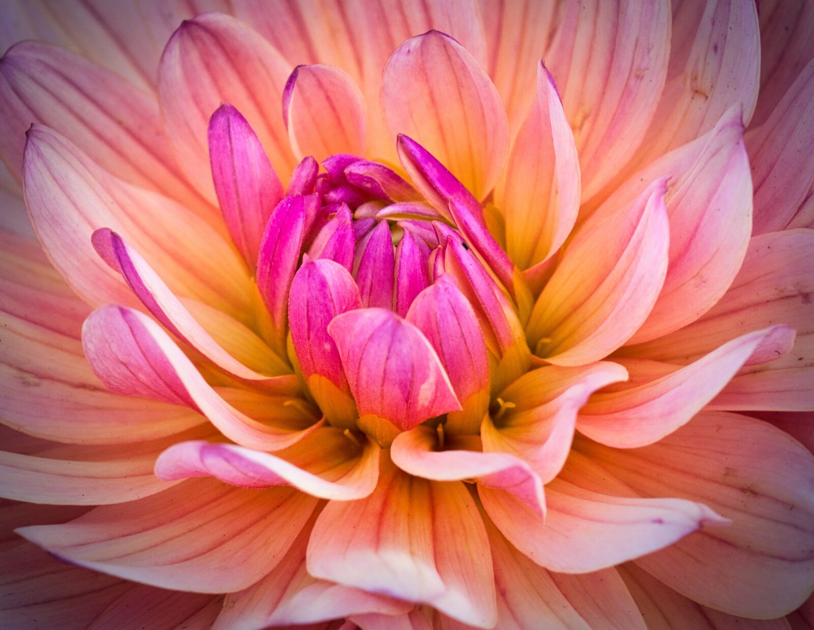 Canon EOS 200D (EOS Rebel SL2 / EOS Kiss X9) sample photo. Dahlia, beauty, bright photography