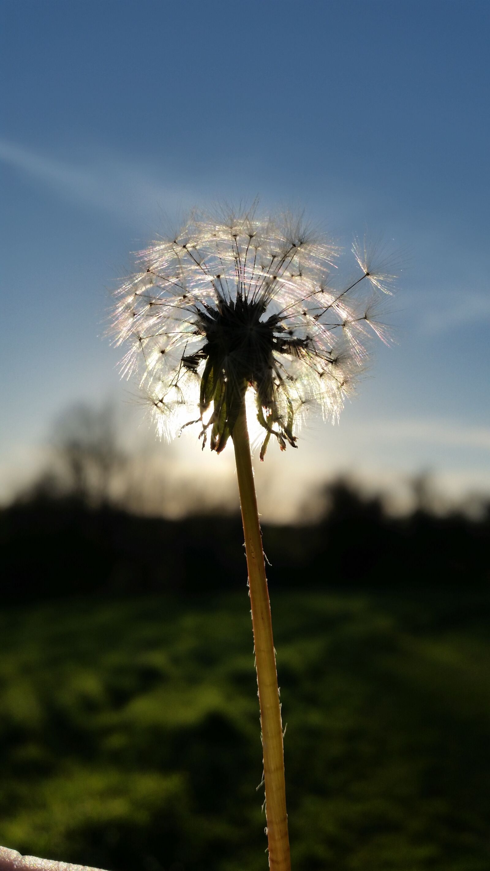Samsung Galaxy S5 sample photo. Flowers, pictures, wish photography