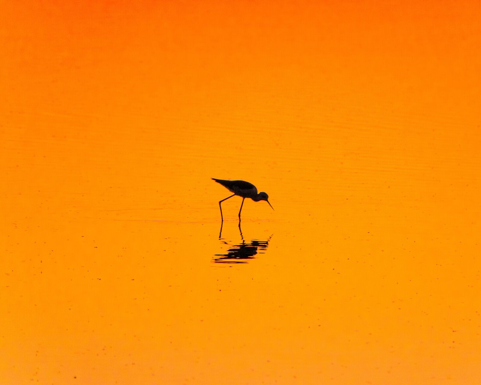 Sony Cyber-shot DSC-RX10 III sample photo. Bird, lake, evening photography