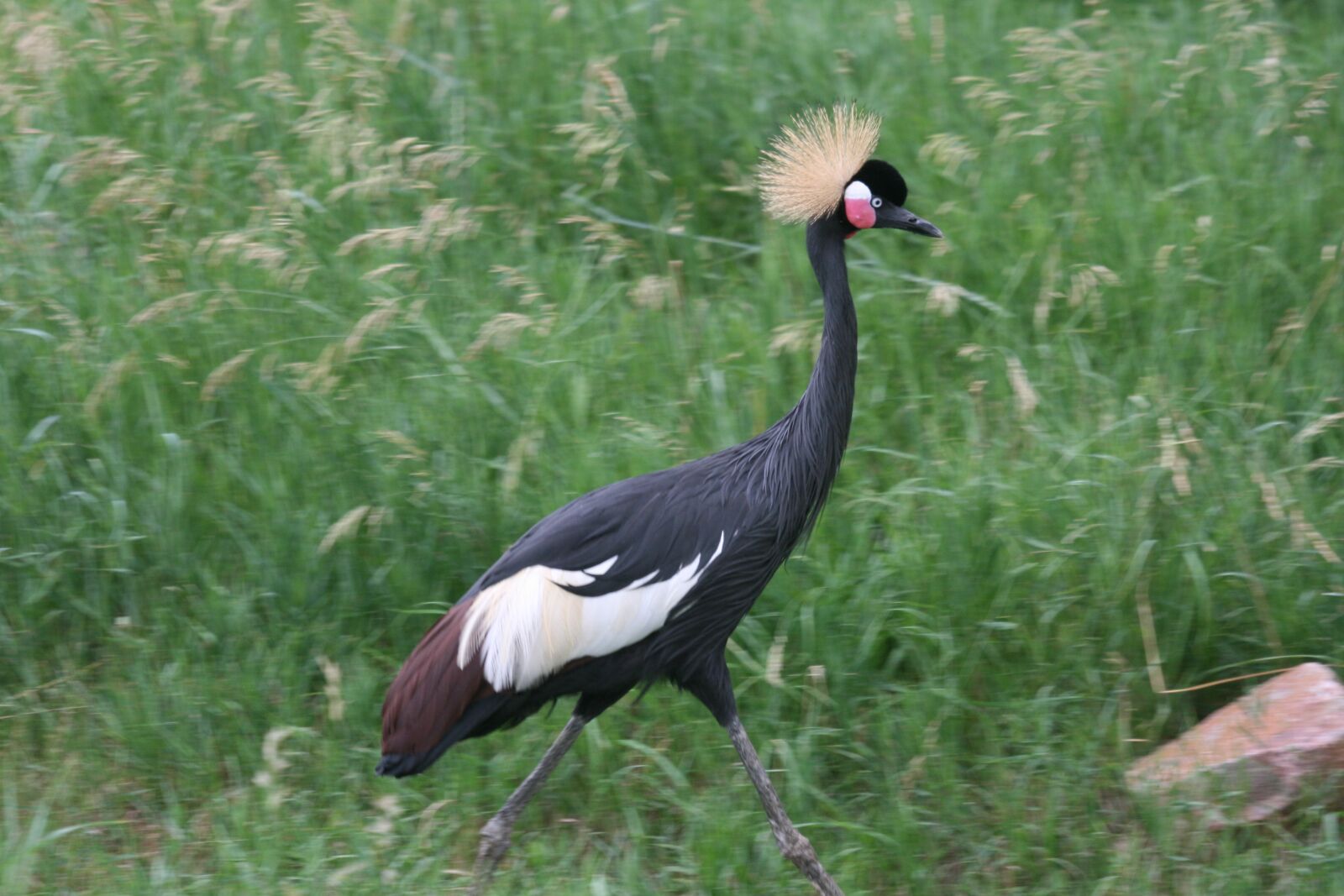 Canon EOS 400D (EOS Digital Rebel XTi / EOS Kiss Digital X) sample photo. Crowned, crane, plumage photography