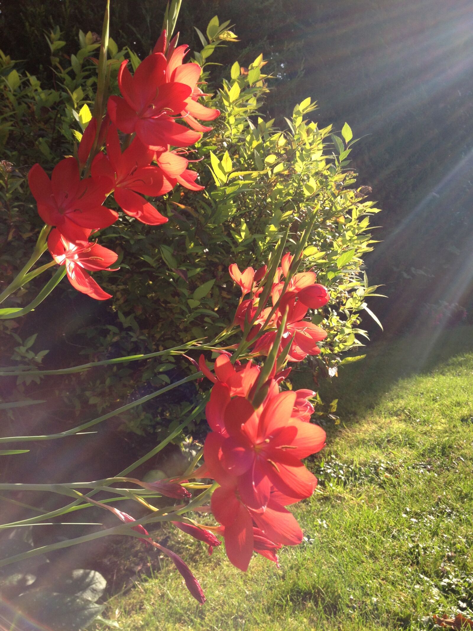 iPhone 4S back camera 4.28mm f/2.4 sample photo. Sun, flowers, nature photography