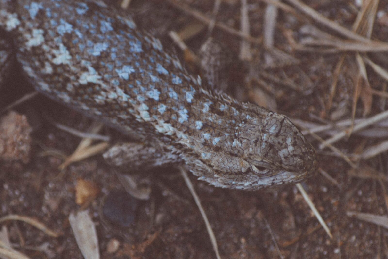 Nikon D5200 sample photo. Dragon, nature, wildlife, animal photography