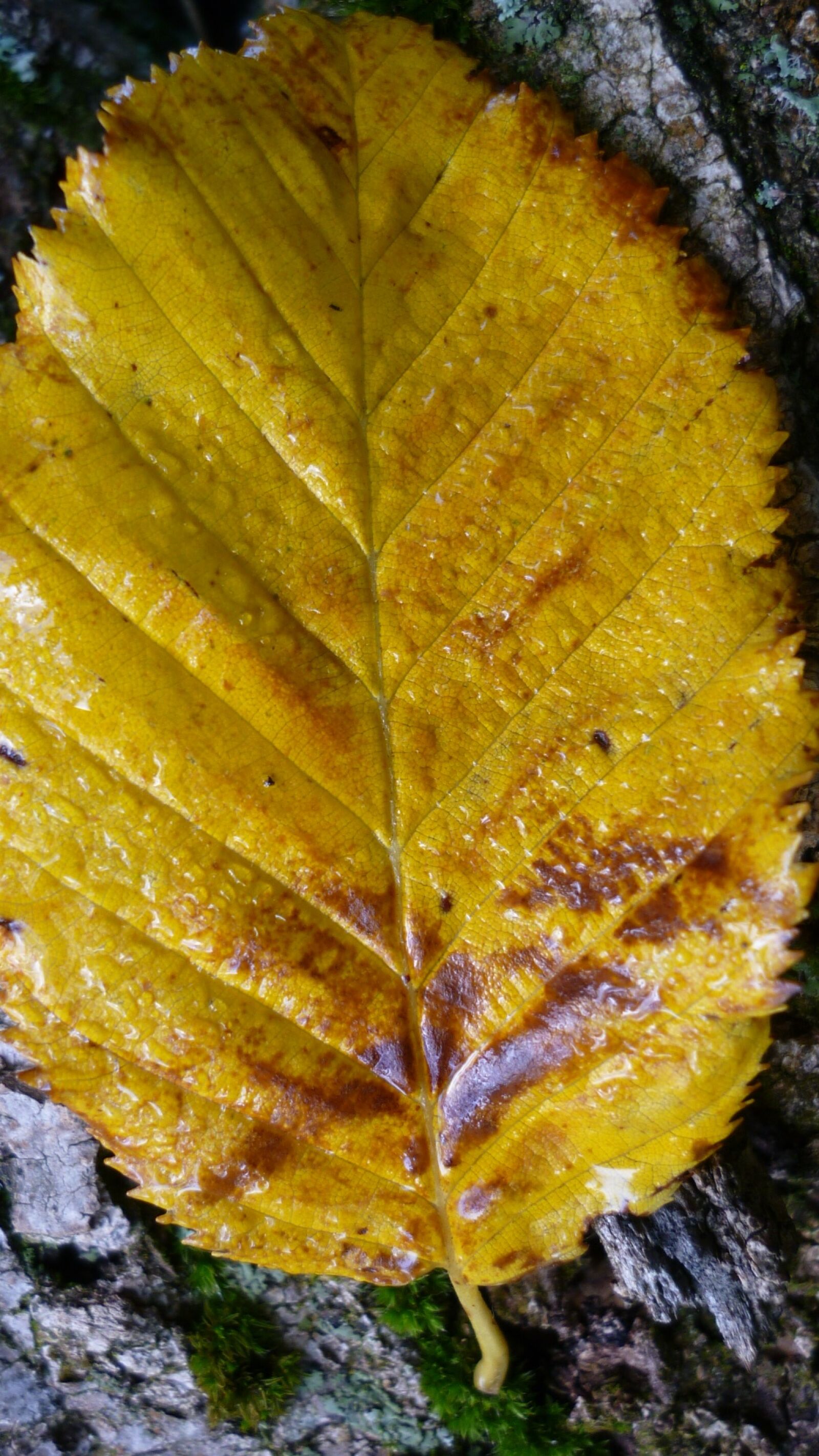 Panasonic Lumix DMC-FS6 sample photo. Autumn leaf, tree leaf photography