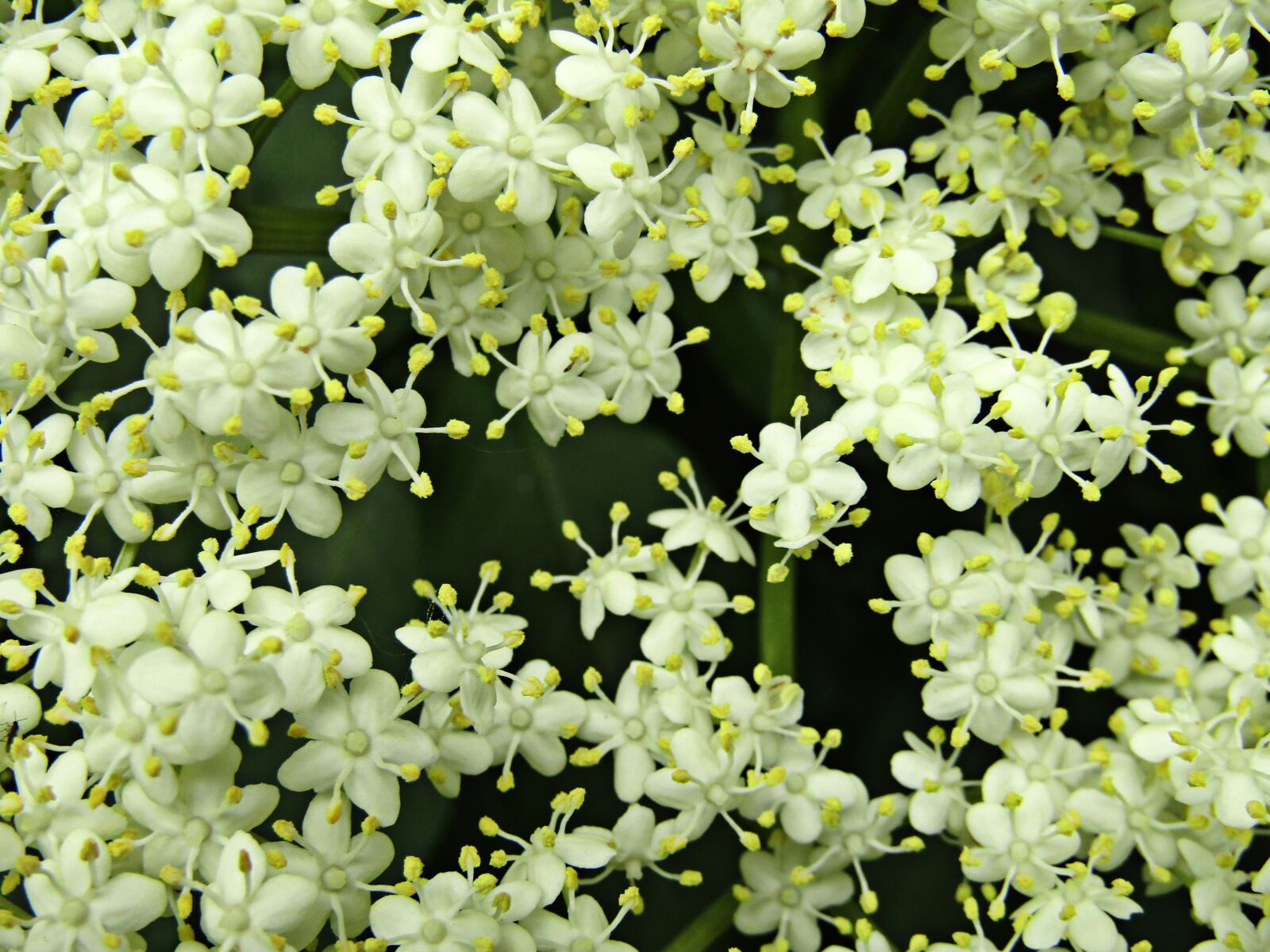 Canon PowerShot SX410 IS sample photo. Flower, jasmine, nature photography