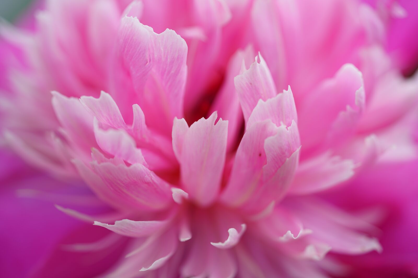 Sony a7R II + Sony FE 90mm F2.8 Macro G OSS sample photo. Peony, flower, blossom photography