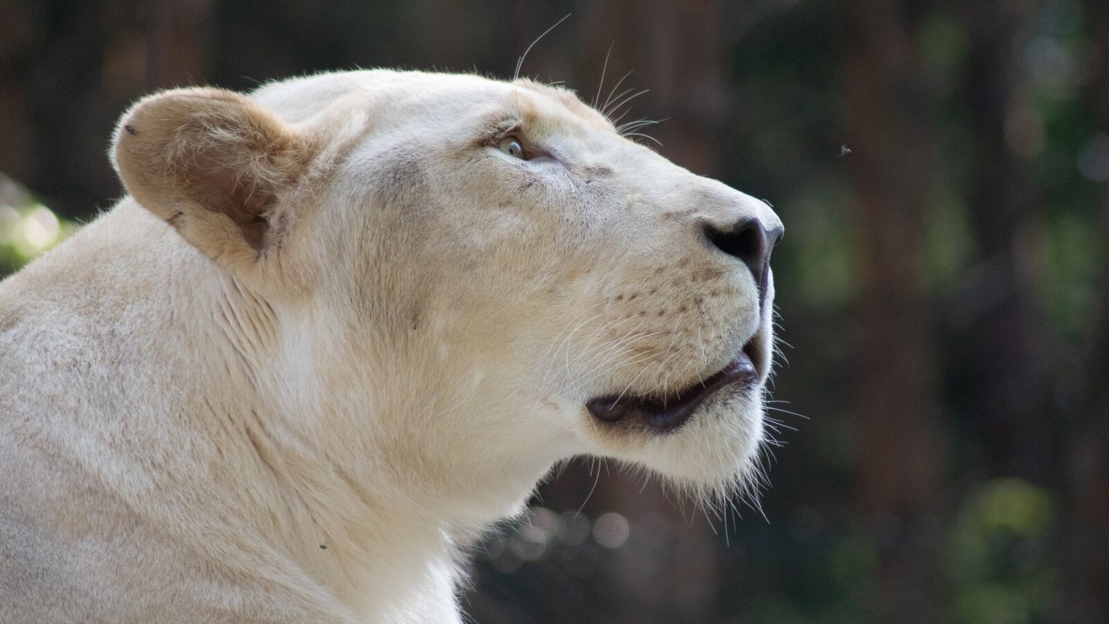 Sony ILCA-77M2 sample photo. Lion, predator, cat photography