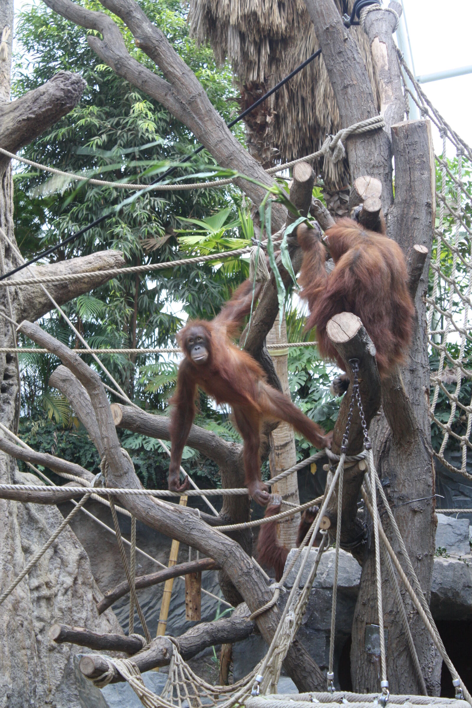 Canon EOS 1000D (EOS Digital Rebel XS / EOS Kiss F) sample photo. Animals, monkey, orang, utan photography