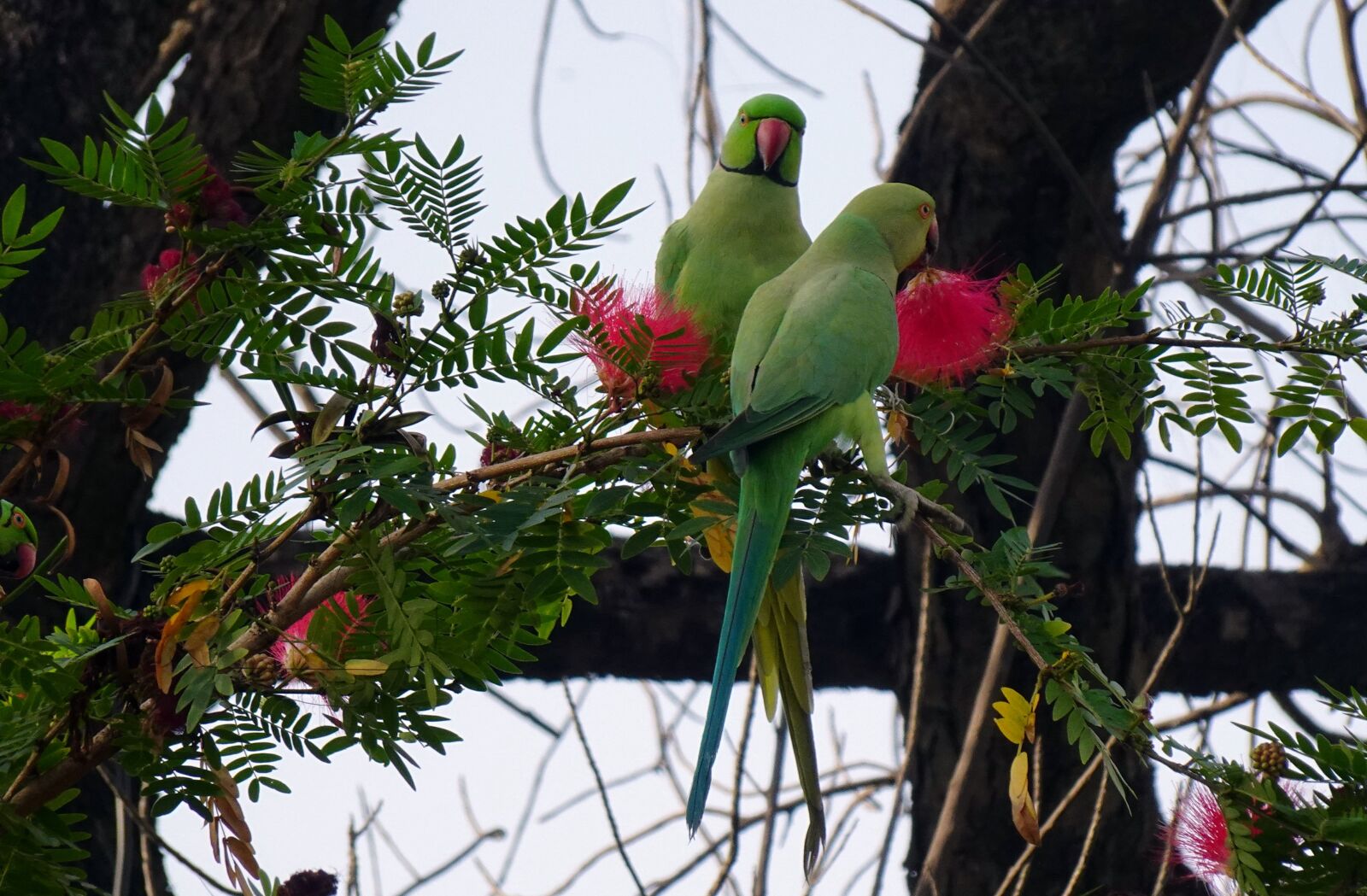 Sony DSC-WX800 sample photo. Bird, parakeet, green photography