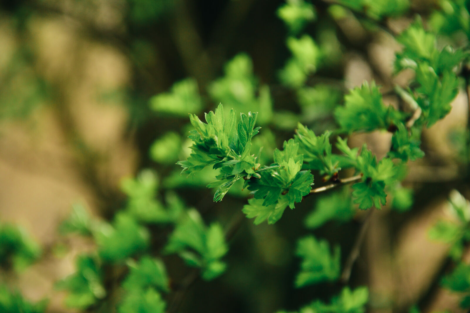 Nikon D3200 sample photo