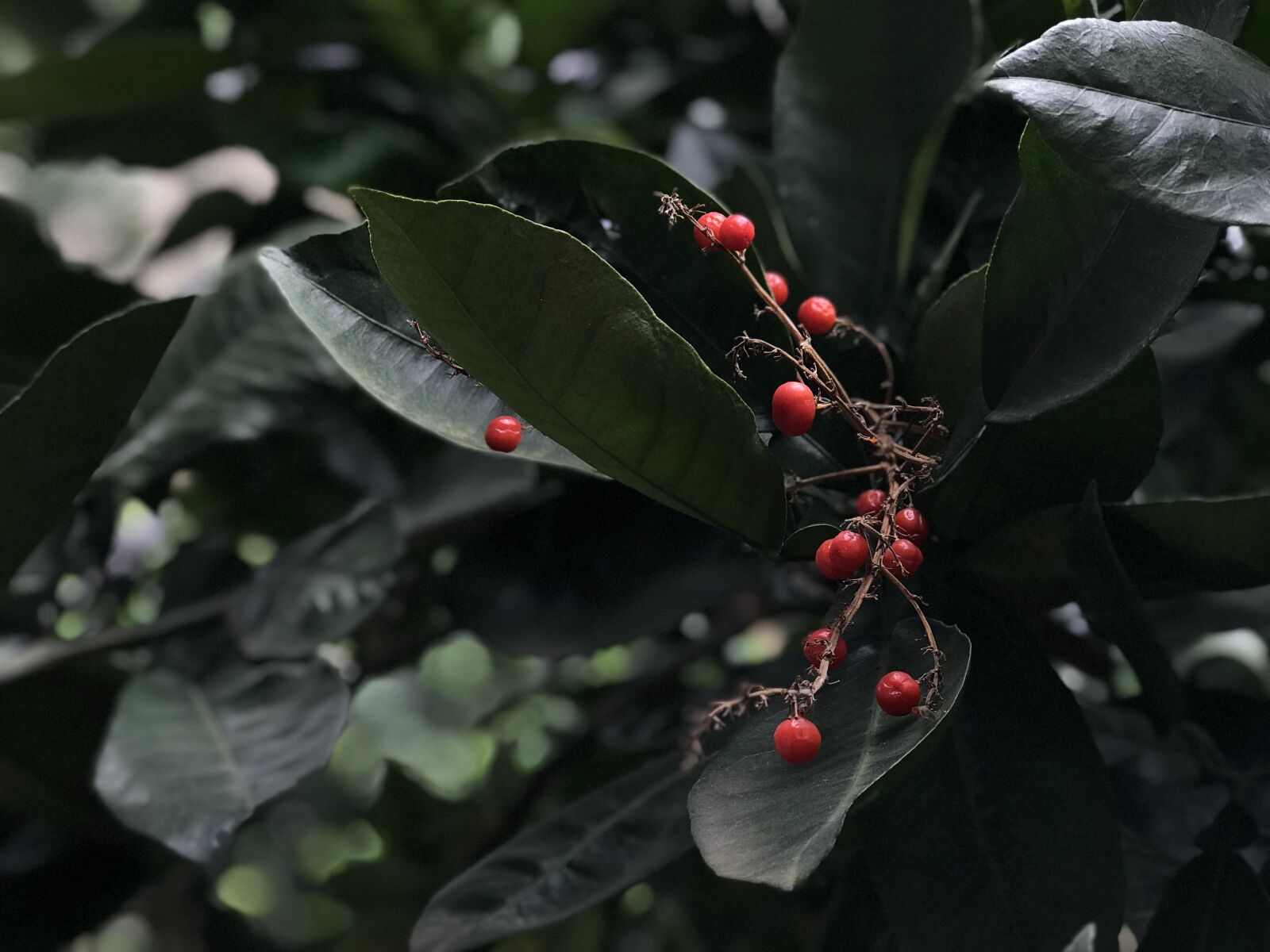 iPhone 7 Plus back dual camera 6.6mm f/2.8 sample photo. Red berry, red berries photography