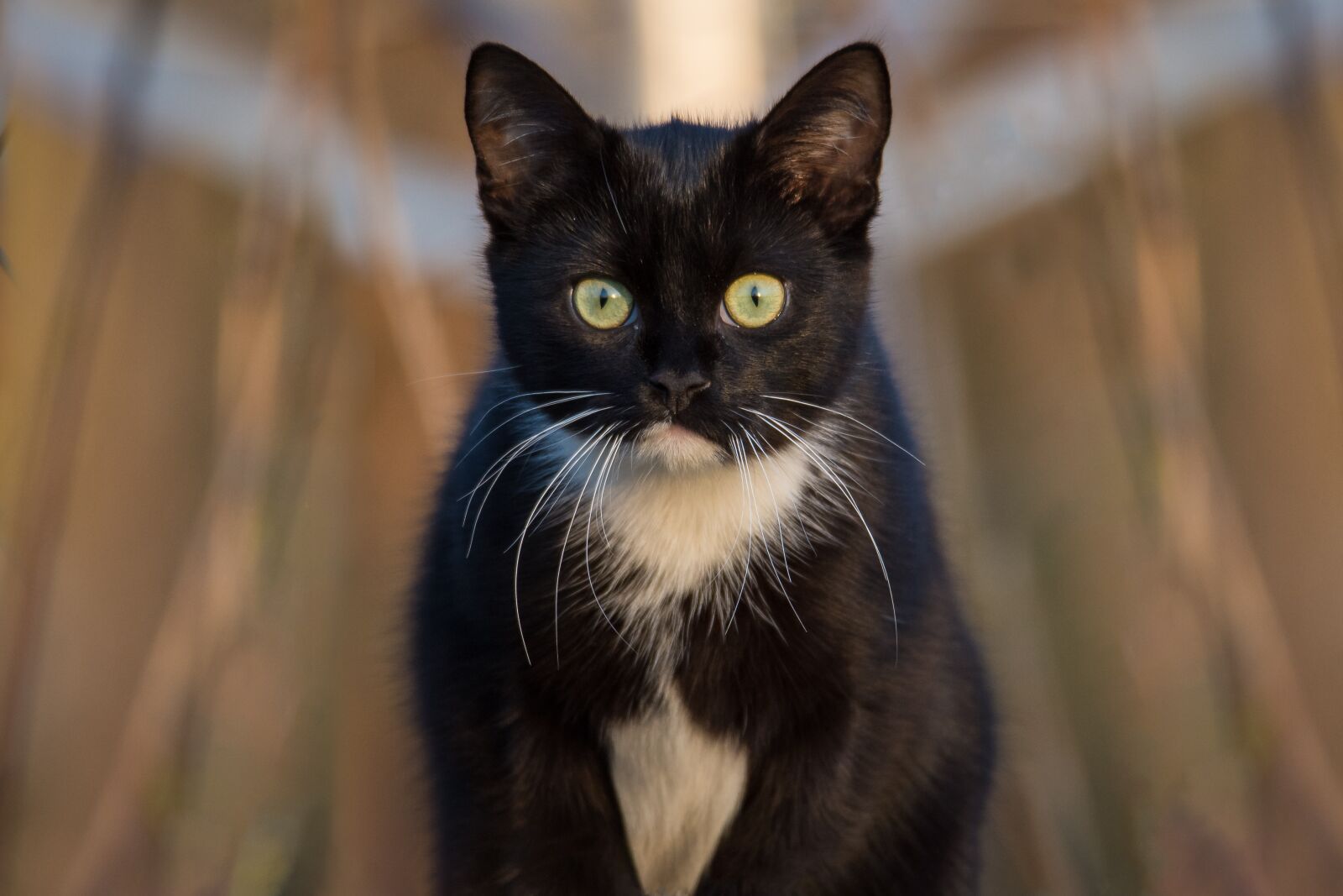 Nikon D7200 sample photo. Cat, black, portrait photography