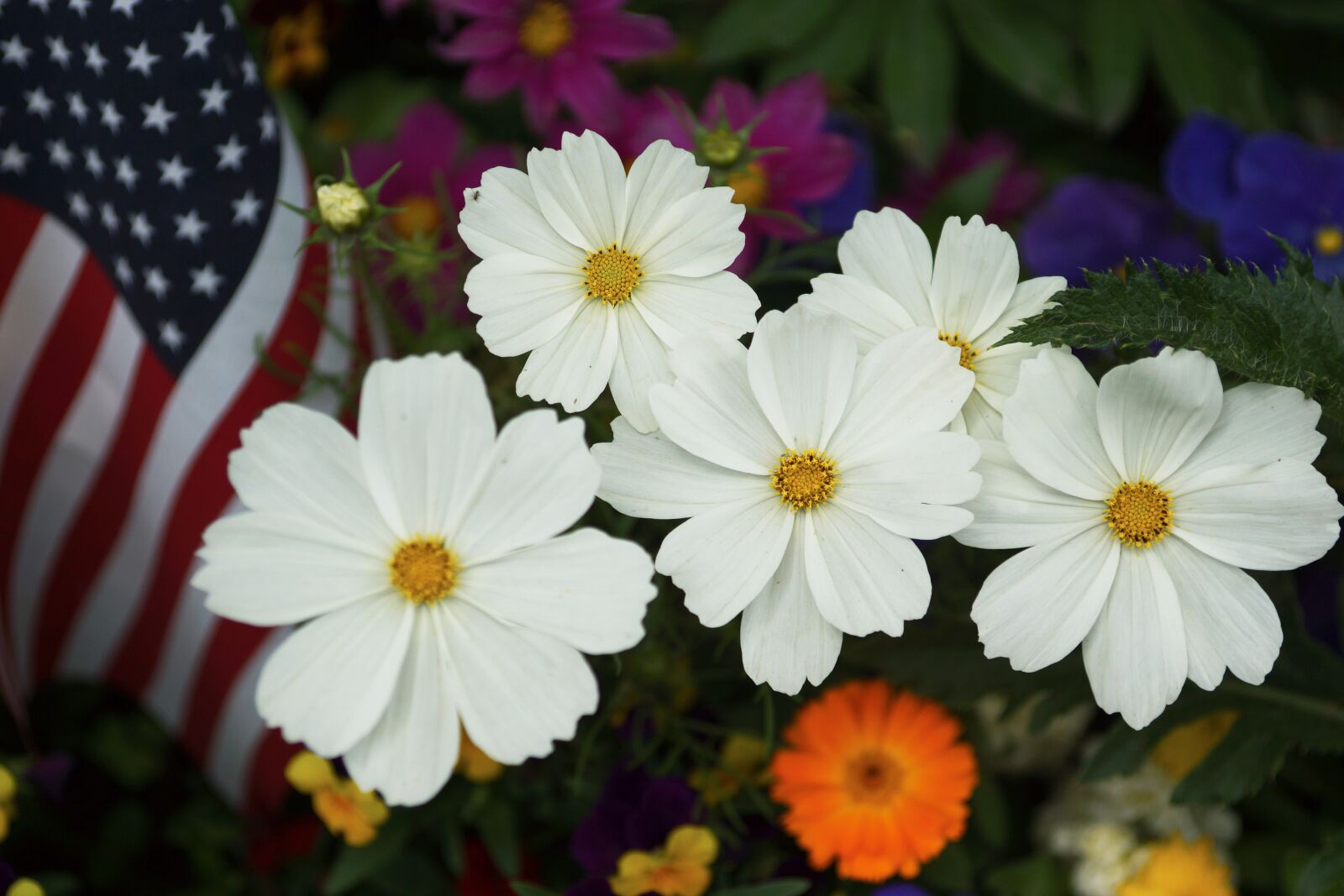 Sony SLT-A65 (SLT-A65V) sample photo. Summer, flower, flag photography