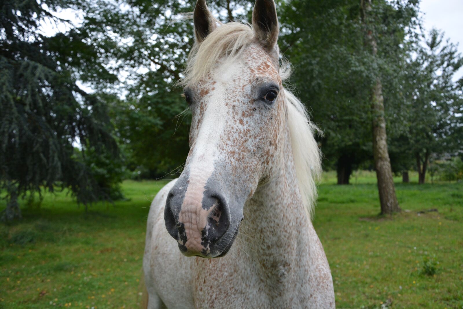 Nikon D5200 sample photo. Horse, head, face photography