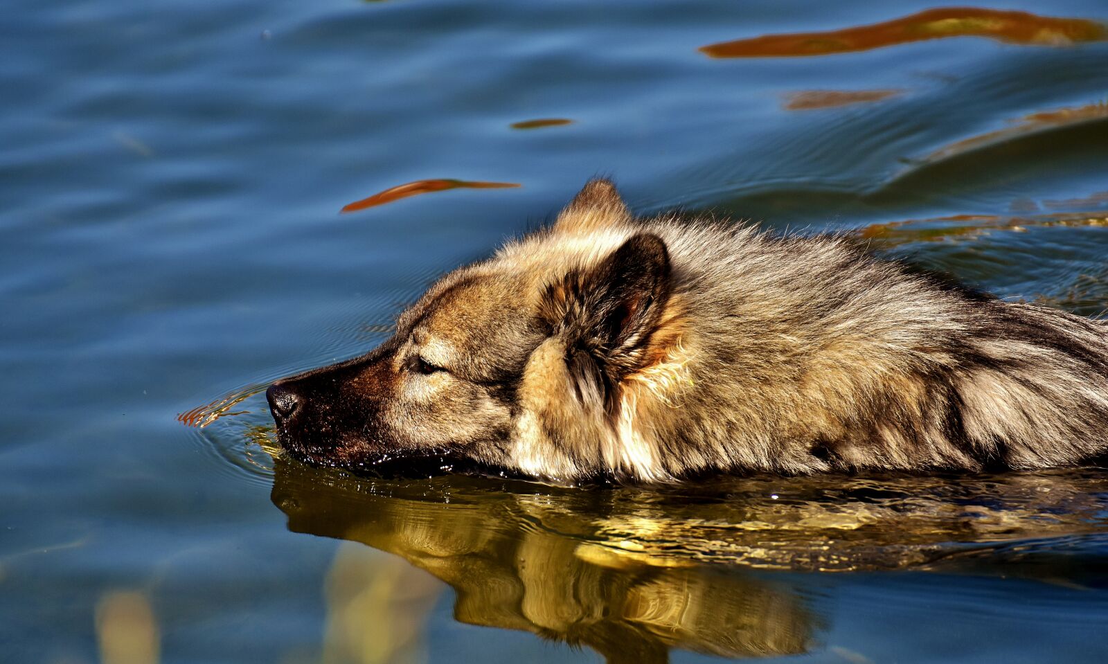 Nikon D7200 sample photo. Eurasians, swim, dog photography
