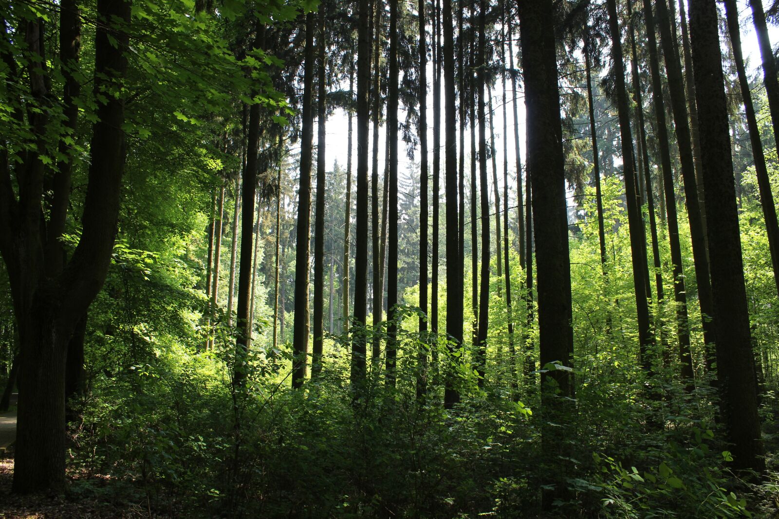 Canon EOS 1300D (EOS Rebel T6 / EOS Kiss X80) sample photo. Forest, forest glade, landscape photography
