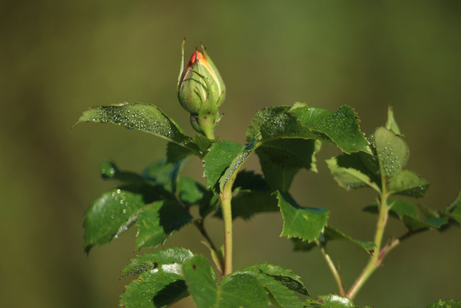 Canon EF-S 55-250mm F4-5.6 IS STM sample photo. Rosebud, rose, garden photography