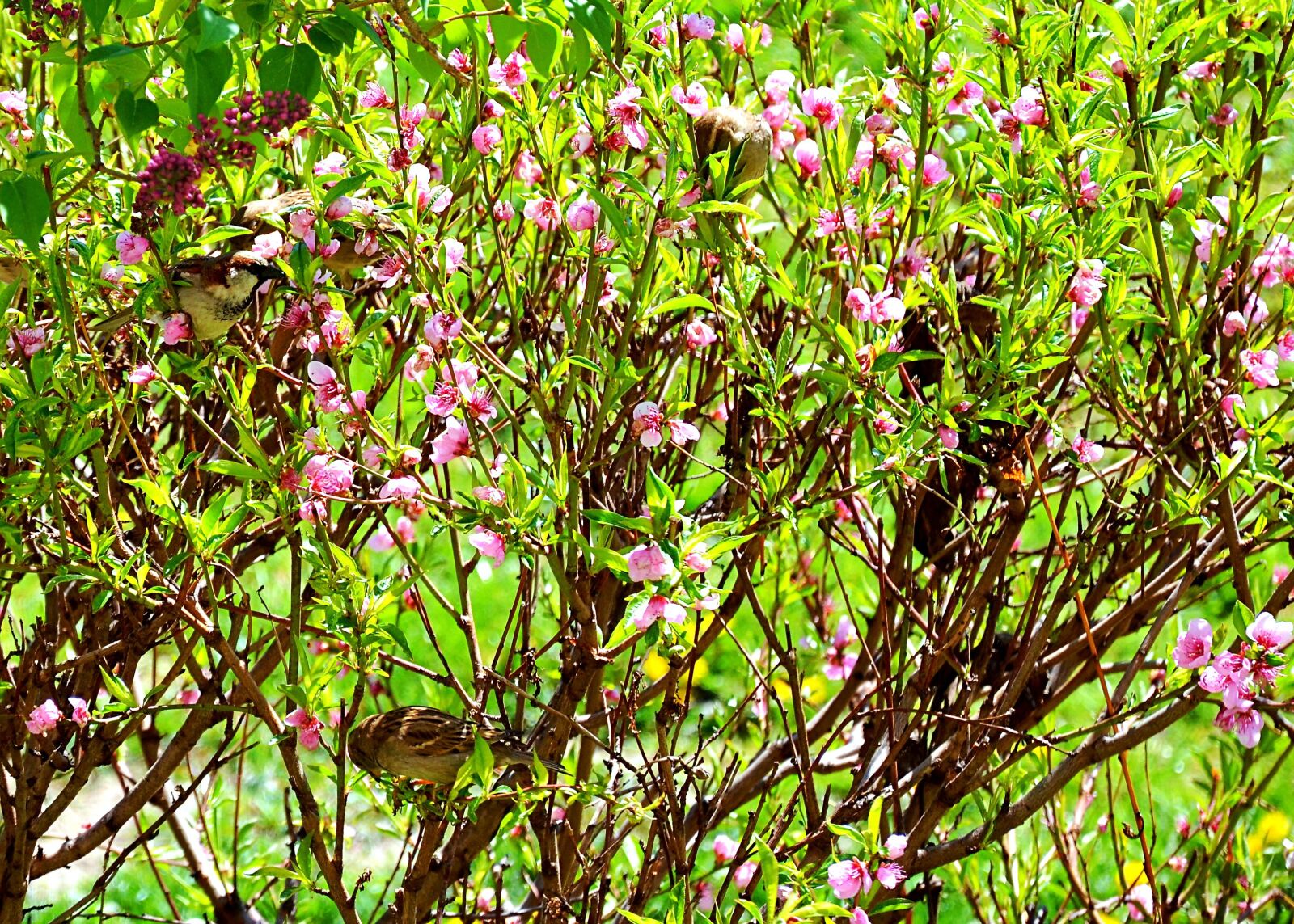 Nikon D5100 sample photo. Flowers, pink, color photography