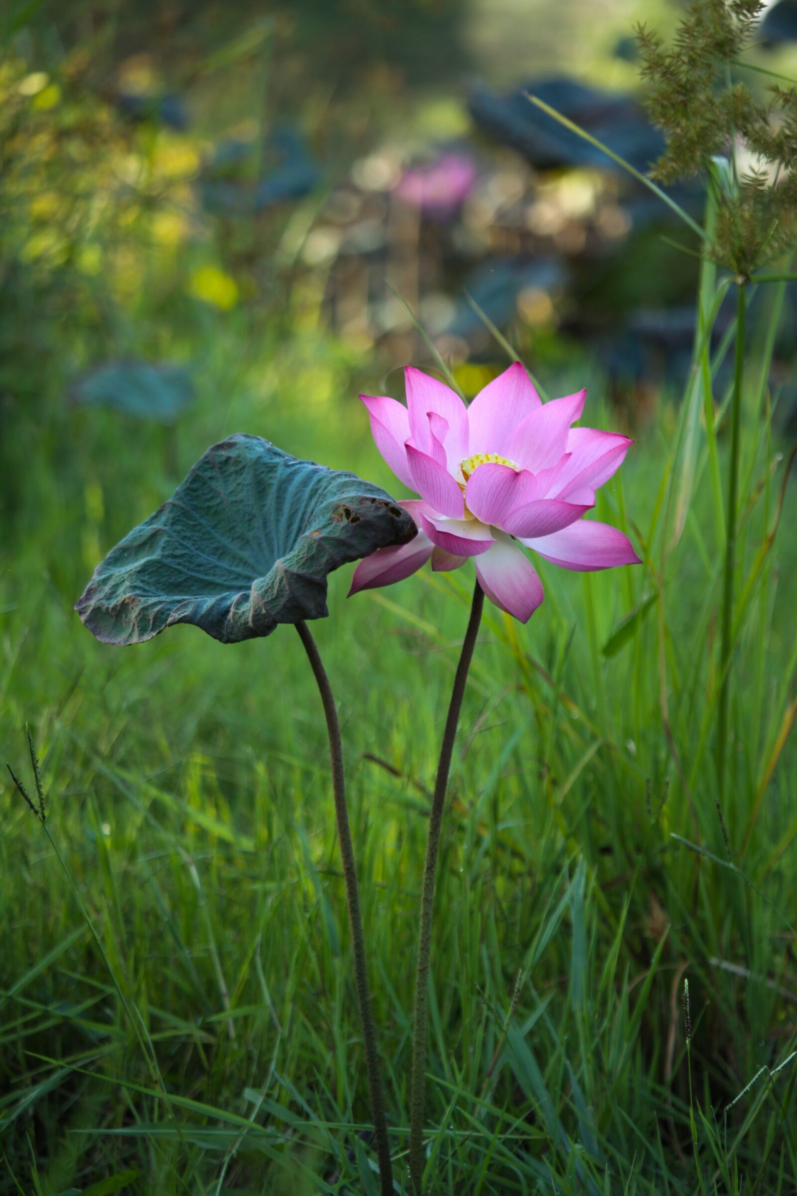 Canon EOS 50D sample photo. Lotus, flower, pink photography