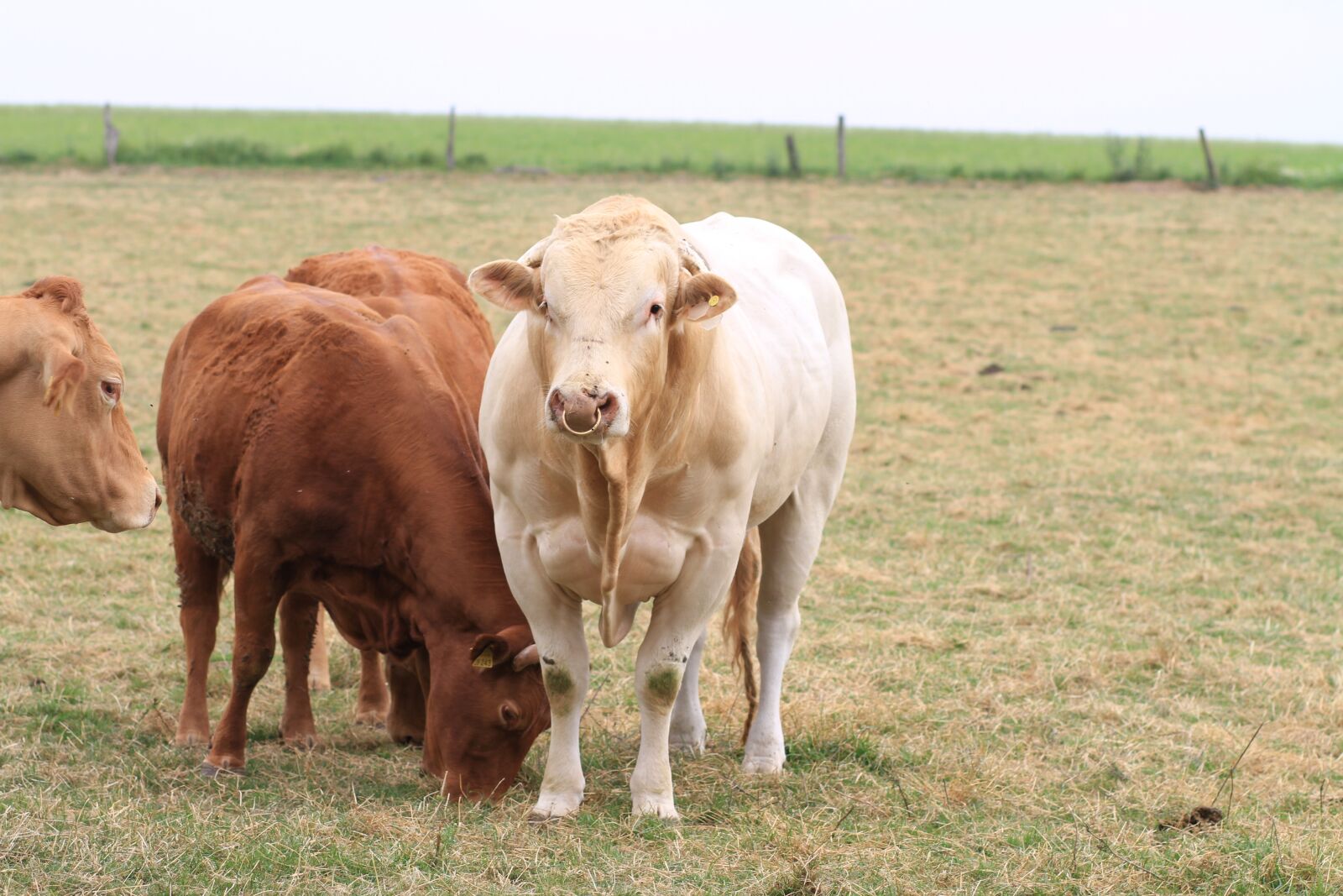Canon EOS 7D sample photo. Cattle, cows, cow photography