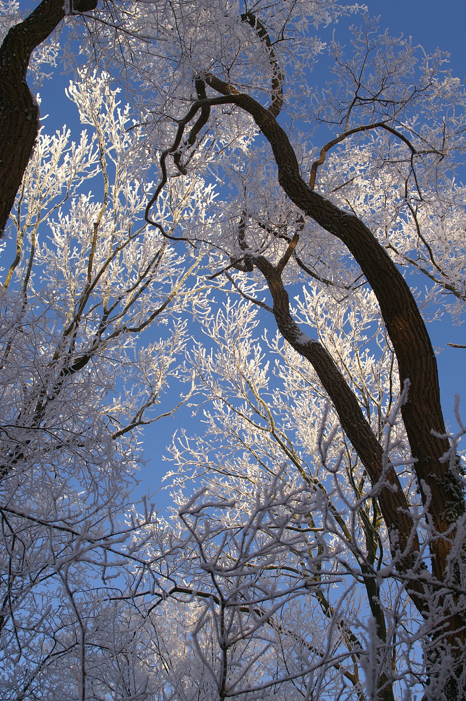 KONICA MINOLTA DYNAX 7D sample photo. Tree, branch, wood photography