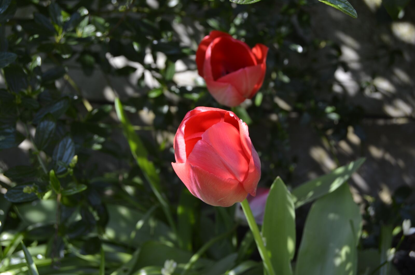 Nikon D5100 sample photo. Tulips, spring, garden photography