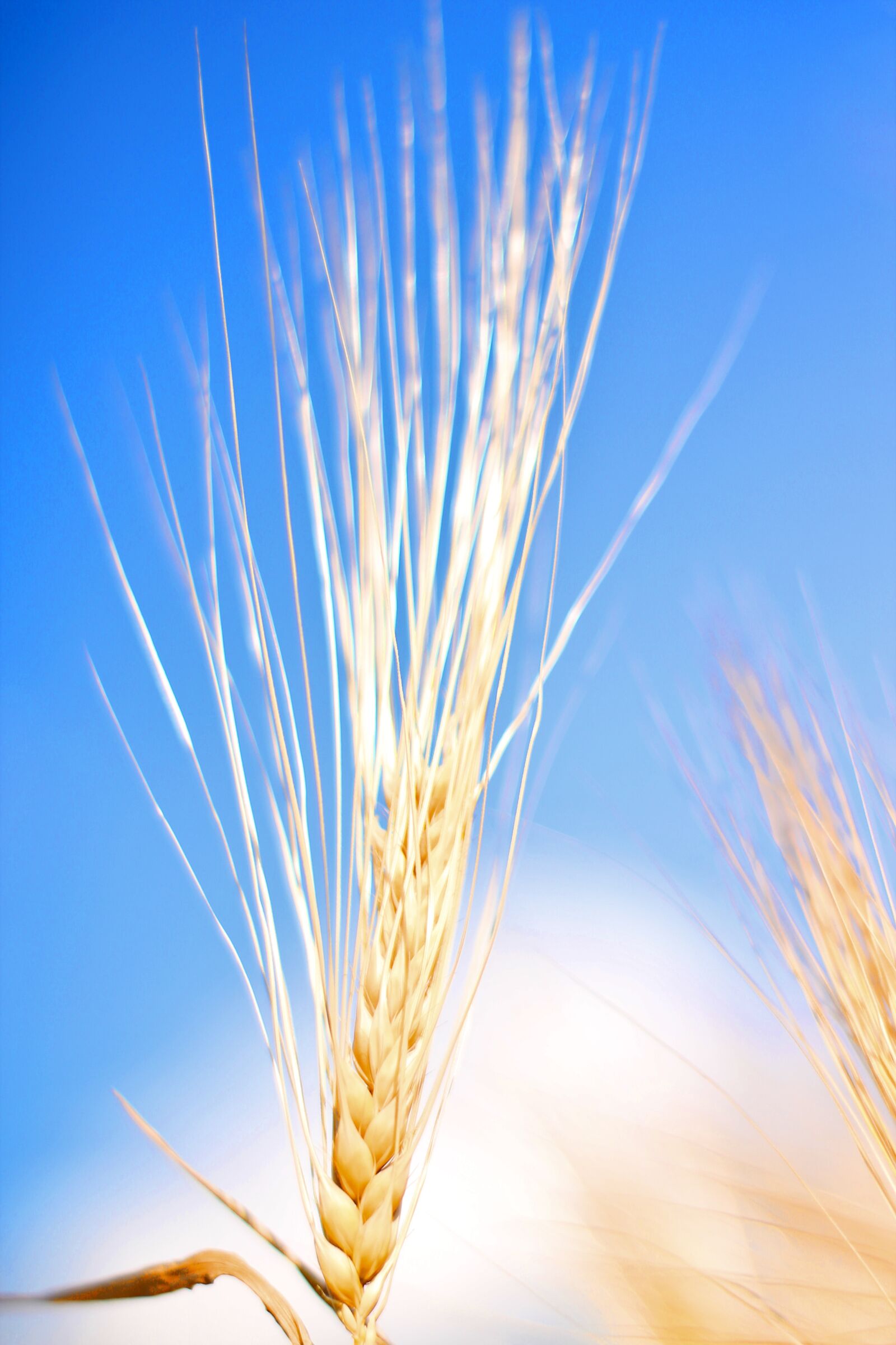 Canon EOS 1100D (EOS Rebel T3 / EOS Kiss X50) sample photo. Wheat, field, sky photography