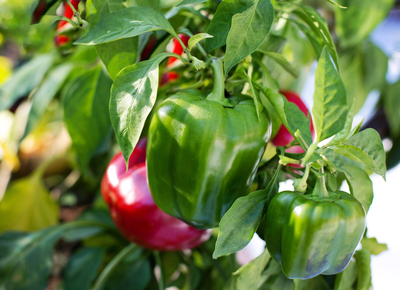 Canon EF 50mm F1.4 USM sample photo. Bell peppers, red, green photography