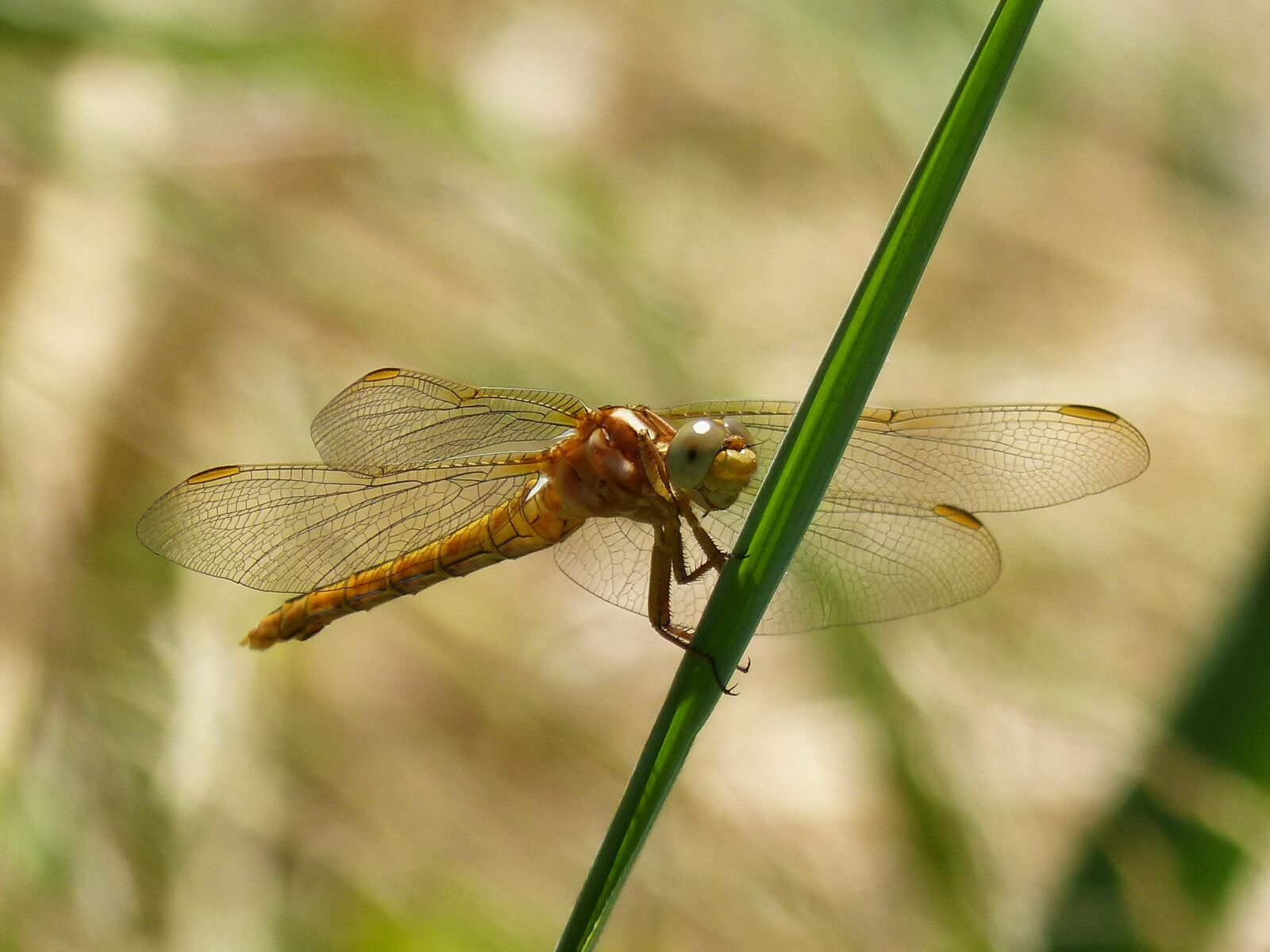 Panasonic DMC-FZ62 sample photo. Dragonfly, golden dragonfly, sympetrum photography