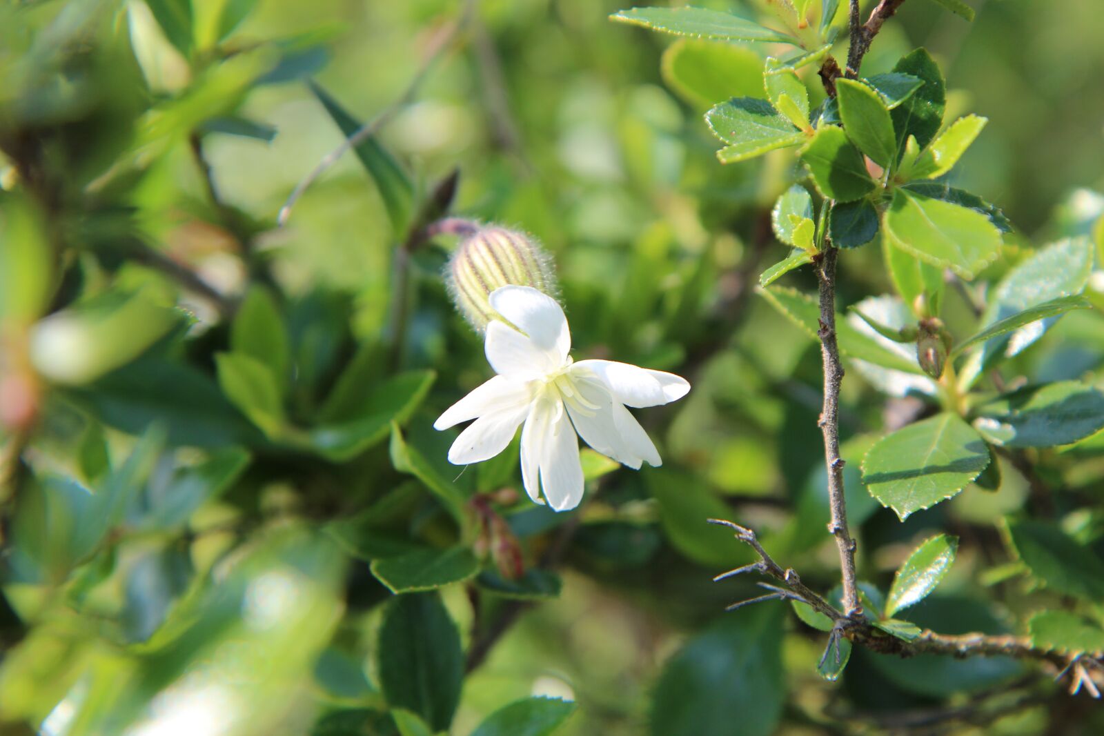 Canon EOS 600D (Rebel EOS T3i / EOS Kiss X5) sample photo. White flower, wild flower photography