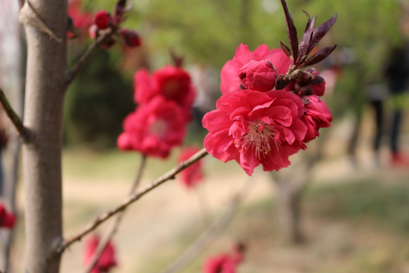 Canon EOS 100D (EOS Rebel SL1 / EOS Kiss X7) sample photo. Cherry blossom, outing, yuyuantan photography