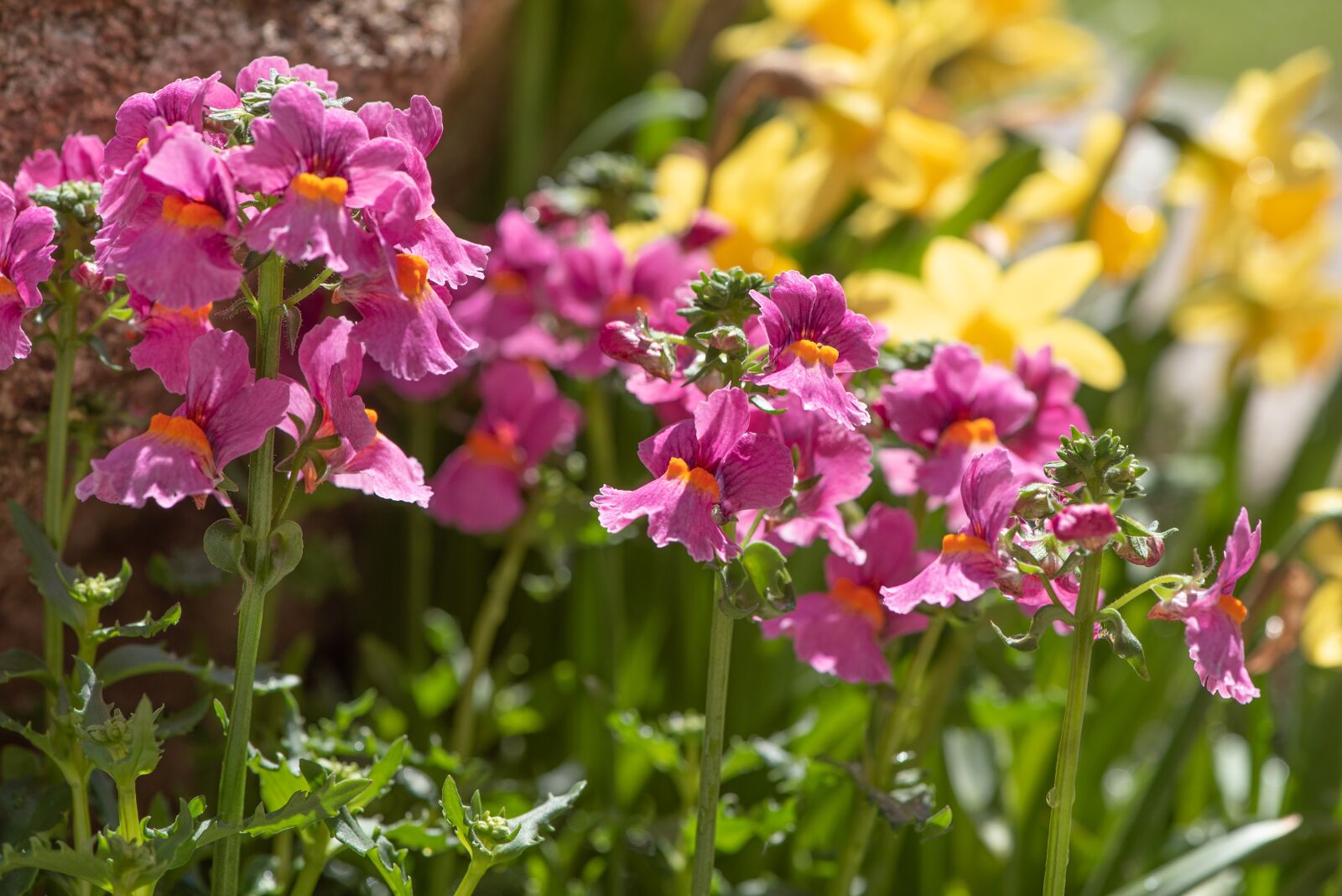 Nikon D750 sample photo. Flowers, garden, spring photography