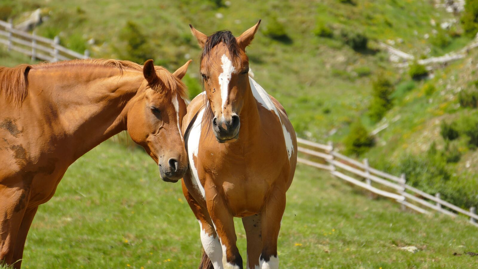 Panasonic Lumix DMC-FZ1000 sample photo. Horses, haflinger, south tyrol photography